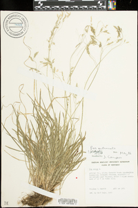 Poa autumnalis image