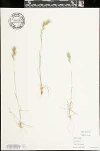 Poa bulbosa image