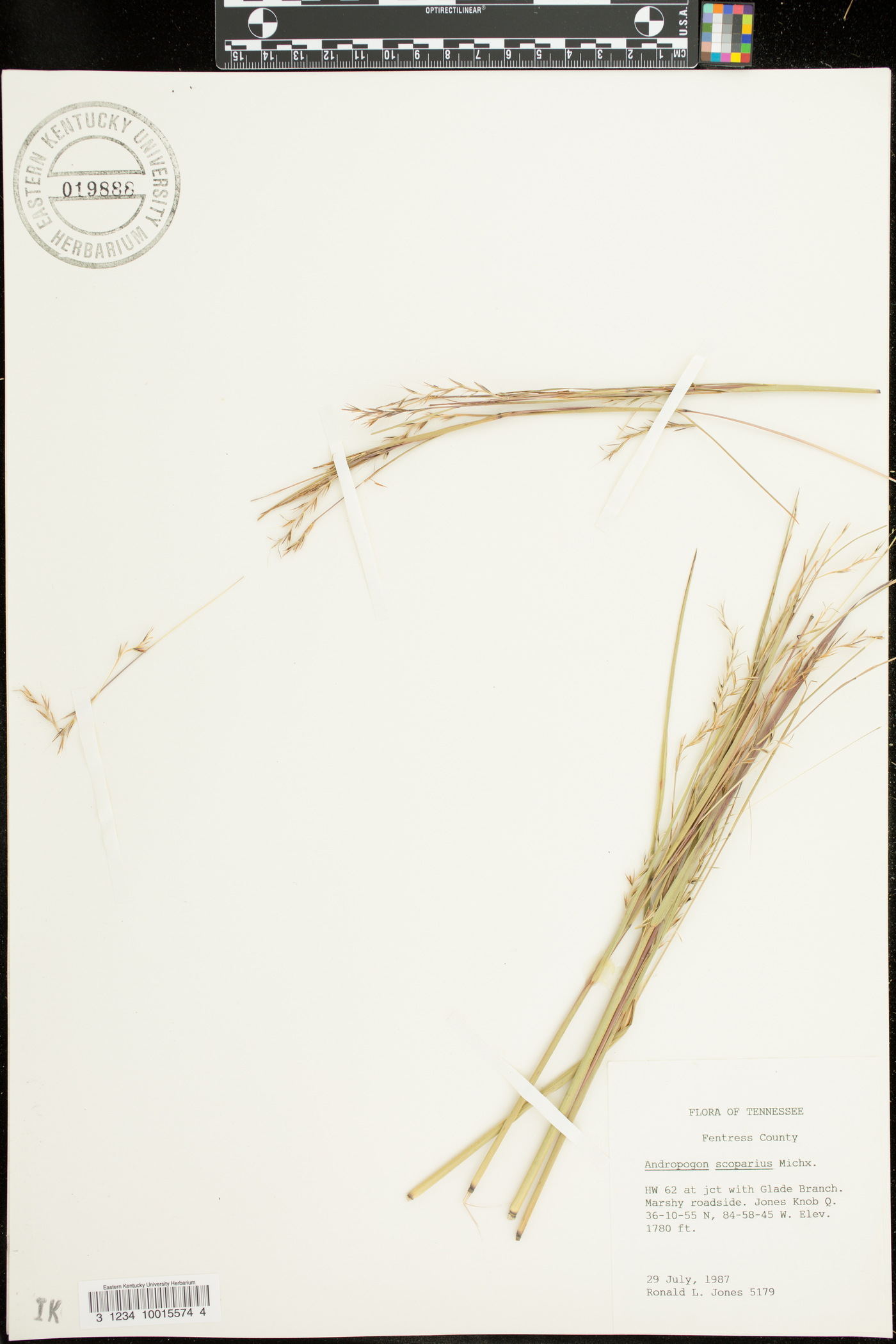 Schizachyrium scoparium var. scoparium image