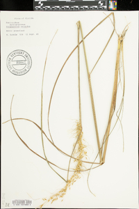 Sorghastrum secundum image