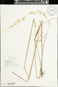 Sorghastrum secundum image