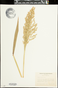 Sorghum bicolor image