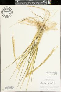 Spartina alterniflora image