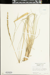 Spartina spartinae image