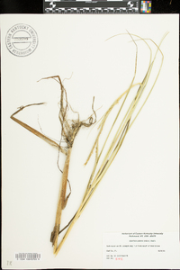 Spartina patens image