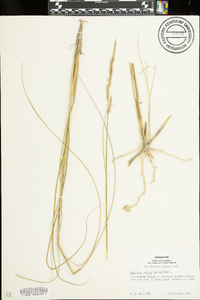 Spartina patens image