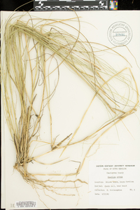 Spartina patens image