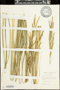 Spartina pectinata image