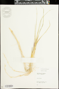 Spartina alterniflora image