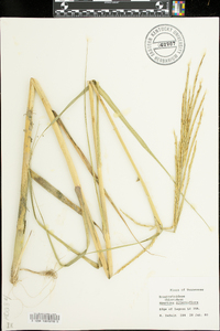 Spartina alterniflora image