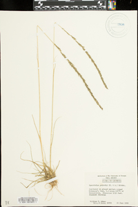 Sporobolus poiretii image