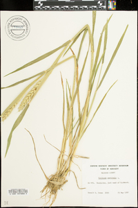 Triticum aestivum image