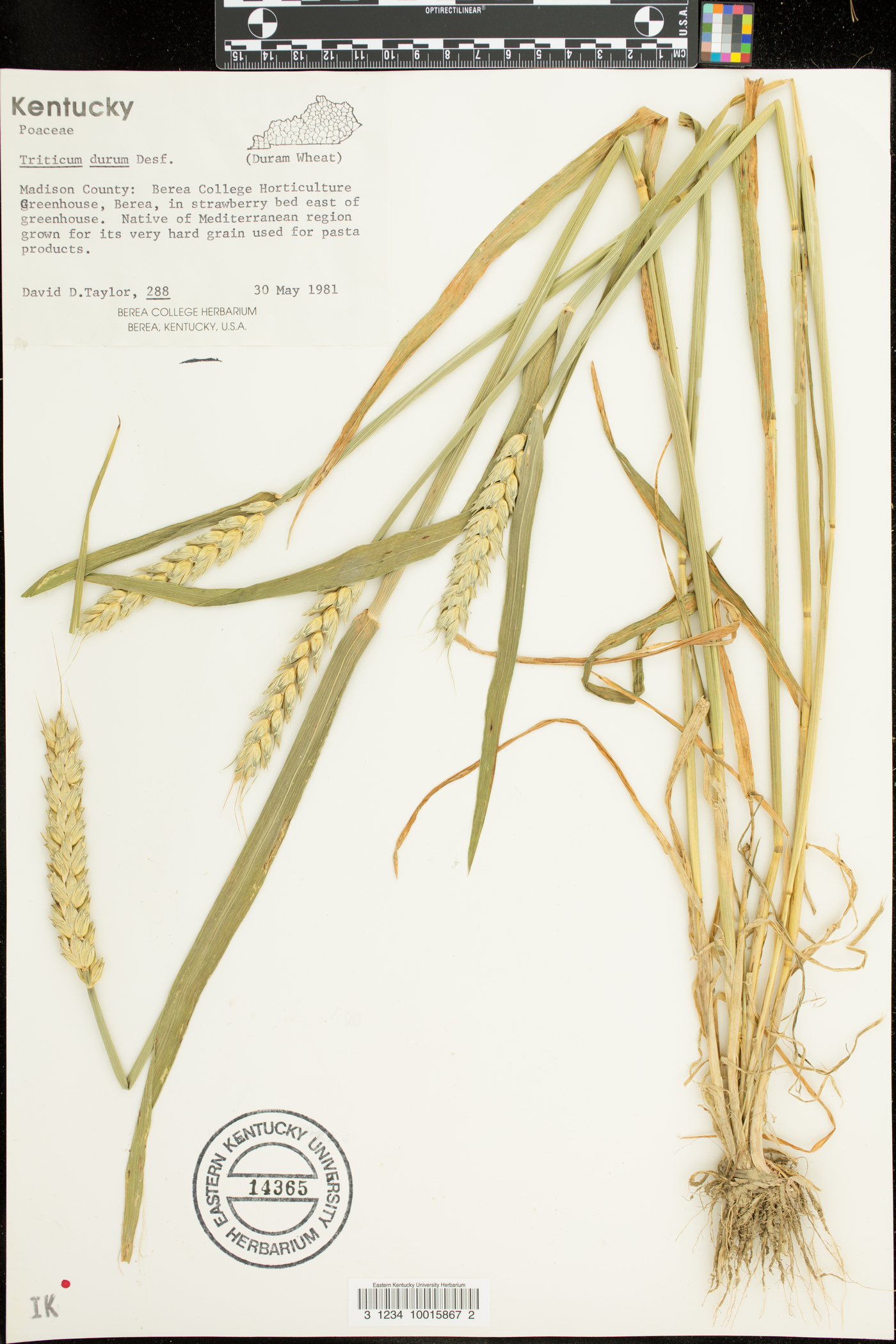 Triticum durum image