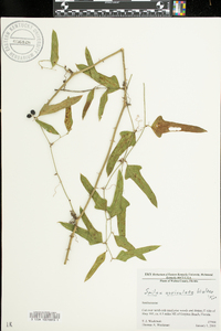 Smilax auriculata image