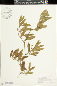 Smilax auriculata image