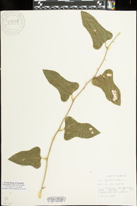 Smilax bona-nox image