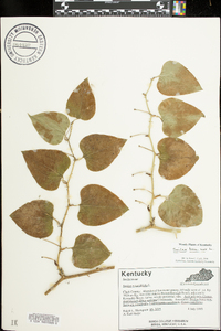 Smilax bona-nox image