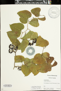Smilax bona-nox image