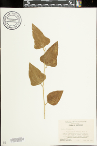 Smilax bona-nox image