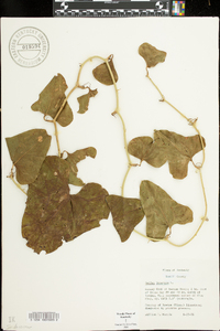 Smilax bona-nox image