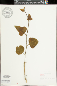 Smilax bona-nox image