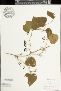 Smilax bona-nox image