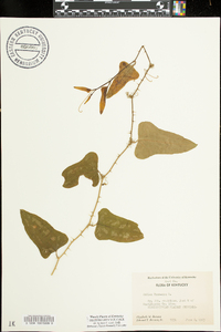 Smilax bona-nox image