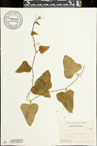 Smilax bona-nox image