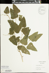 Smilax bona-nox image