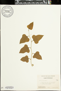 Smilax bona-nox image