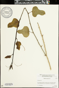 Smilax bona-nox image