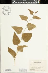 Smilax bona-nox image