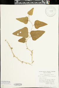 Smilax bona-nox image