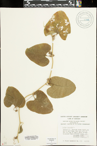 Smilax bona-nox image