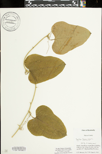 Smilax bona-nox image