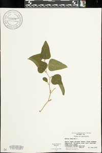 Smilax bona-nox image