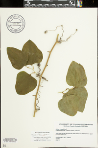 Smilax bona-nox image