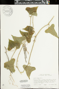 Smilax bona-nox image