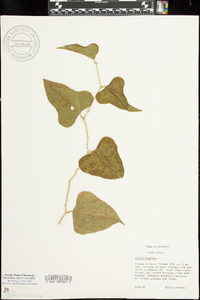 Smilax bona-nox image