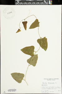 Smilax bona-nox image