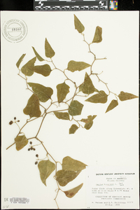 Smilax bona-nox image