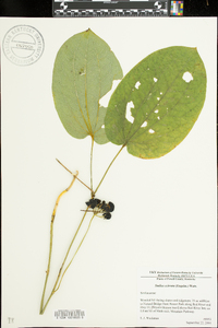 Smilax ecirrhata image