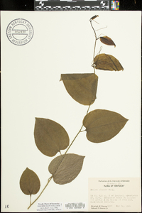 Smilax tamnoides image