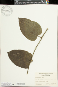 Smilax tamnoides image