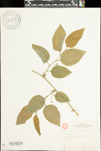 Smilax tamnoides image