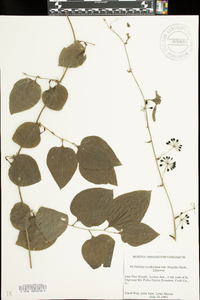 Smilax tamnoides image