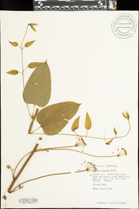 Smilax tamnoides image