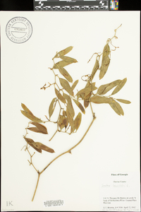 Smilax laurifolia image