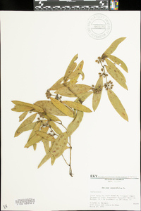 Smilax laurifolia image