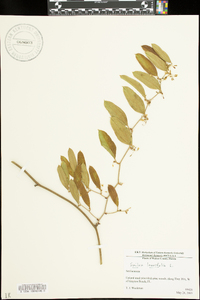 Smilax laurifolia image